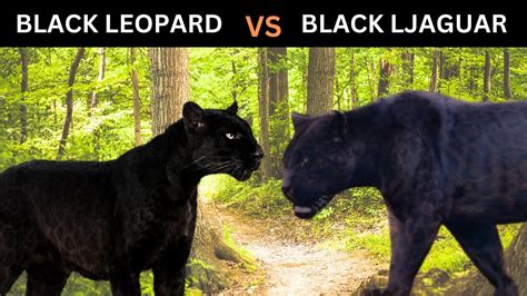 black leopard vs black jaguar|jaguar and black panther.